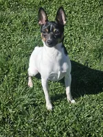 Akc Vance, a male Toy Fox Terrier for sale in Chatham, VA – Photo 3 of 5