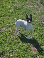 Akc Vance, a male Toy Fox Terrier for sale in Chatham, VA – Photo 5 of 5