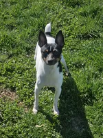 Akc Vance, a male Toy Fox Terrier for sale in Chatham, VA – Photo 4 of 5