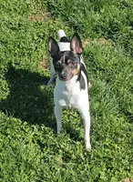 Akc Vance, a male Toy Fox Terrier for sale in Chatham, VA – Photo 2 of 5