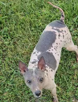 Akc Pixel, a female American Hairless Terrier for sale in Chatham, VA – 8 of 8