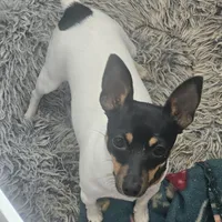 Akc Vega, a female Toy Fox Terrier for sale in Chatham, VA – Photo 7 of 9