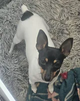 Akc Vega, a female Toy Fox Terrier for sale in Chatham, VA – Photo 3 of 5