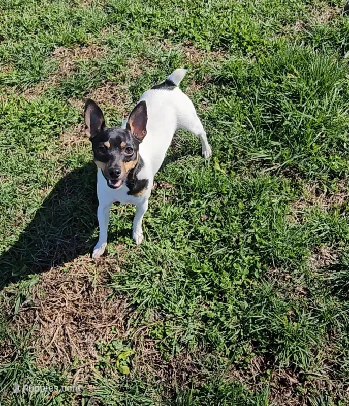 Akc Vega – Toy Fox Terrier puppy for sale in Chatham, VA