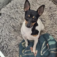 Akc Vega, a female Toy Fox Terrier for sale in Chatham, VA – Photo 5 of 9