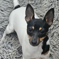 Akc Vega, a female Toy Fox Terrier for sale in Chatham, VA – Photo 6 of 9