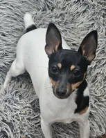 Akc Vega, a female Toy Fox Terrier for sale in Chatham, VA – Photo 2 of 5