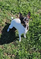 Akc Vega, a female Toy Fox Terrier for sale in Chatham, VA – Photo 2 of 9