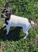 Akc Vega, a female Toy Fox Terrier for sale in Chatham, VA – Photo 3 of 9