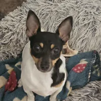 Akc Vega, a female Toy Fox Terrier for sale in Chatham, VA – Photo 8 of 9