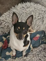 Akc Vega, a female Toy Fox Terrier for sale in Chatham, VA – Photo 4 of 5