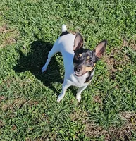 Akc Vega, a female Toy Fox Terrier for sale in Chatham, VA – Photo 4 of 9