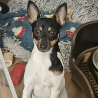 Akc Vega, a female Toy Fox Terrier for sale in Chatham, VA – Photo 9 of 9