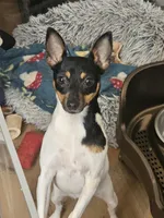 Akc Vega, a female Toy Fox Terrier for sale in Chatham, VA – Photo 5 of 5