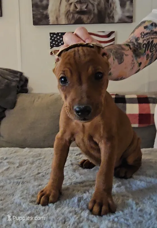 AKC Red – German Pinscher puppy for sale in Chatham, VA