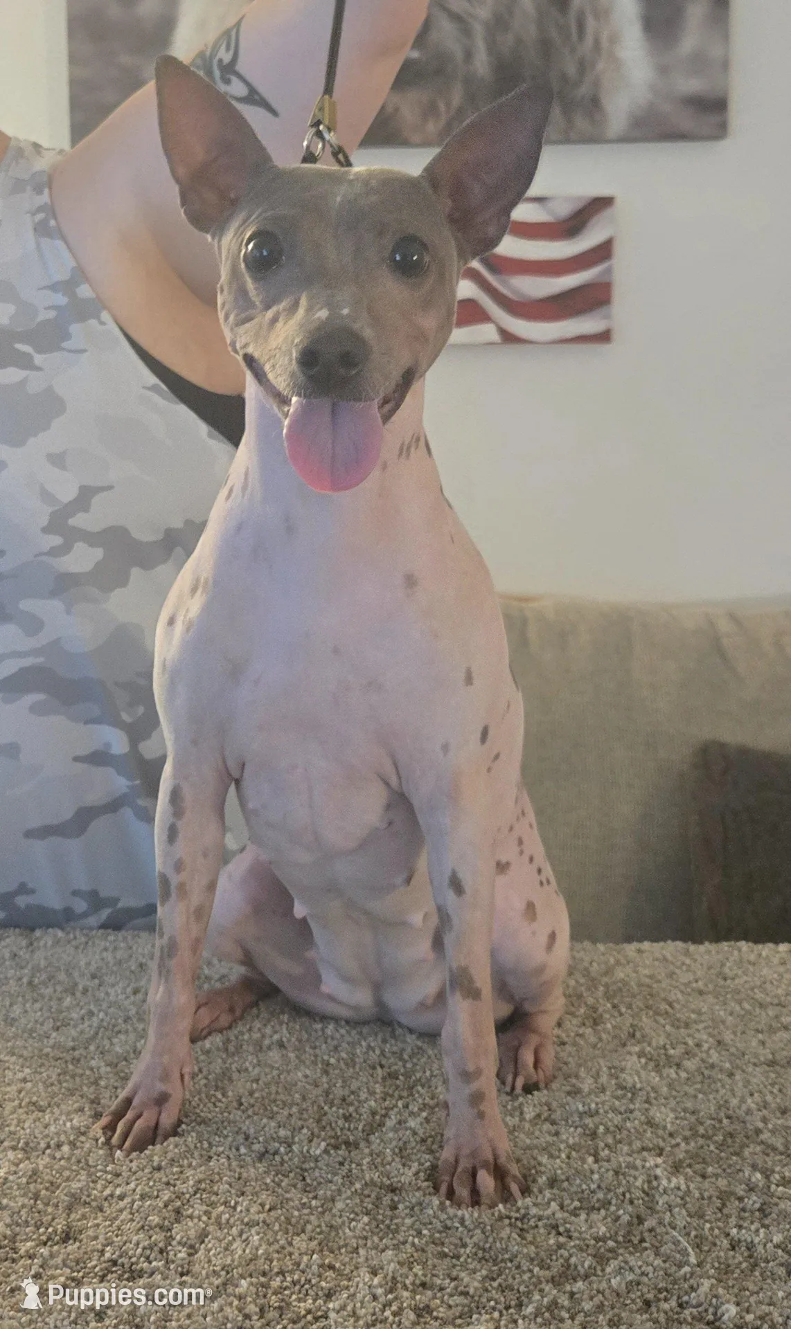 Akc Pixel, a female American Hairless Terrier for sale in Chatham, VA – Photo 3 of 5