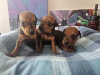 AKC Red, a male German Pinscher for sale in Chatham, VA – 3 of 10