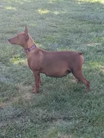 AKC Red, a male German Pinscher for sale in Chatham, VA – 8 of 10