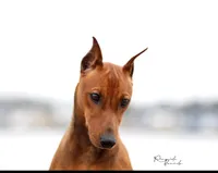 AKC Red, a male German Pinscher for sale in Chatham, VA – 6 of 10