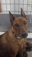 AKC Red, a male German Pinscher for sale in Chatham, VA – 9 of 10