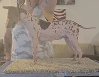 Akc Pixel, a female American Hairless Terrier for sale in Chatham, VA – Photo 5 of 5