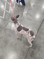 Akc Pixel, a female American Hairless Terrier for sale in Chatham, VA – Photo 2 of 5