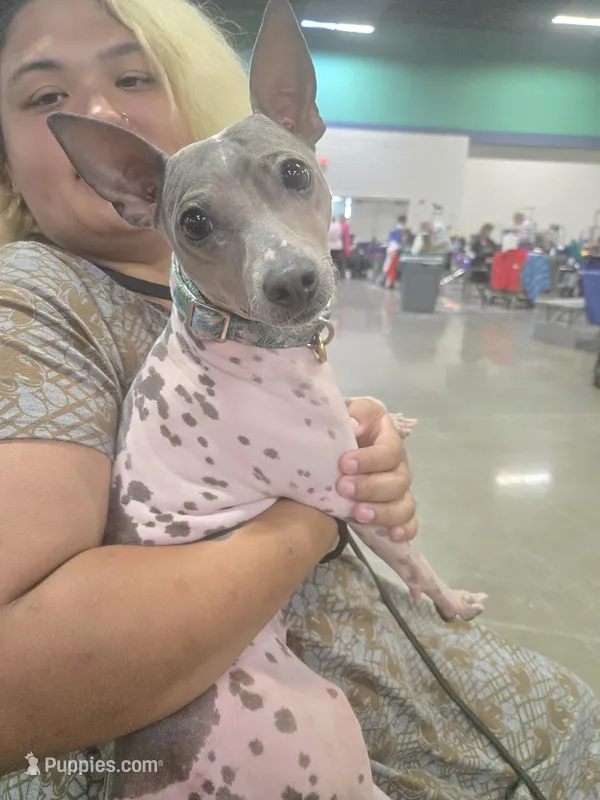 Akc Pixel – American Hairless Terrier puppy for sale in Chatham, VA