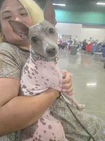 Akc Pixel, a female American Hairless Terrier for sale in Chatham, VA – Photo 1 of 5