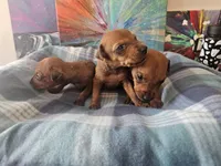 AKC Red, a male German Pinscher for sale in Chatham, VA – 1 of 10