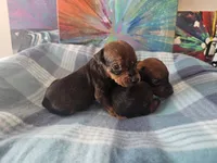 AKC Red, a male German Pinscher for sale in Chatham, VA – 2 of 10
