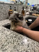Rex, a male Pomeranian for sale in Lincoln, NE – 3 of 9