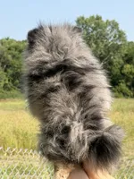 Rex, a male Pomeranian for sale in Valparaiso, NE – 2 of 10