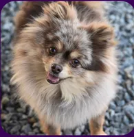 Rex, a male Pomeranian for sale in Lincoln, NE – 8 of 9
