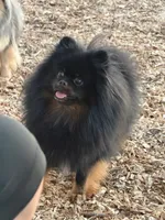 Rex, a male Pomeranian for sale in Lincoln, NE – 9 of 9