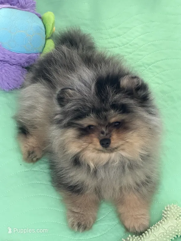 Rex – Pomeranian puppy for sale in Lincoln, NE