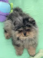 Rex, a male Pomeranian for sale in Lincoln, NE – 1 of 9