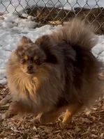 Rex, a male Pomeranian for sale in Lincoln, NE – 7 of 9
