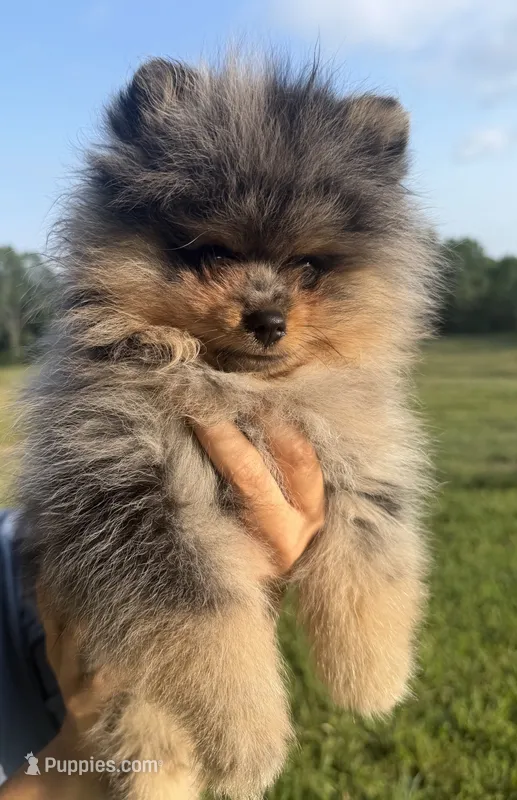 Rex – Pomeranian puppy for sale in Valparaiso, NE