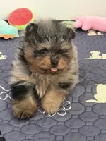 Rex, a male Pomeranian for sale in Lincoln, NE – 4 of 9