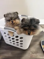 Rex, a male Pomeranian for sale in Lincoln, NE – 6 of 9