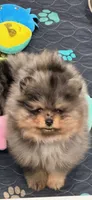 Rex, a male Pomeranian for sale in Lincoln, NE – 5 of 9
