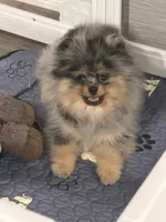 Rex, a male Pomeranian for sale in Valparaiso, NE – 10 of 10