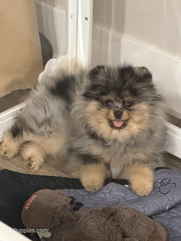 Rex – Pomeranian puppy for sale in Valparaiso, NE