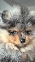 Rex, a male Pomeranian for sale in Lincoln, NE – 2 of 9