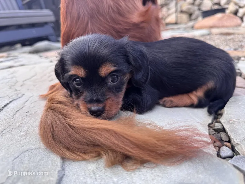 Rory – Cavapoo, Dachshund puppy for sale in Conneautville, PA