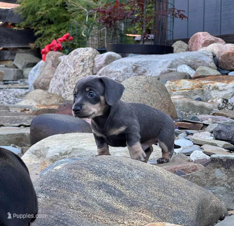 Jett (Blue&Cream) – Miniature Dachshund puppy for sale in Conneautville, PA