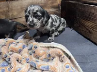 Rumi, a male Cavapoo and Dachshund for sale in Conneautville, PA – 5 of 7
