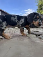 Wynn, a female Cavapoo and Dachshund for sale in Conneautville, PA – 3 of 7