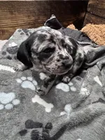 Rumi, a male Cavapoo and Dachshund for sale in Conneautville, PA – 7 of 7