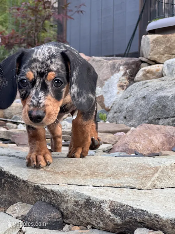 Wynn – Cavapoo, Dachshund puppy for sale in Conneautville, PA